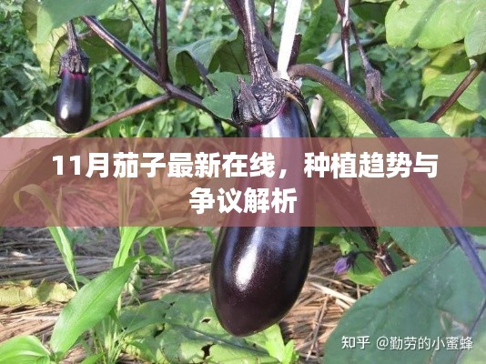 11月茄子最新在线,种植趋势与争议解析