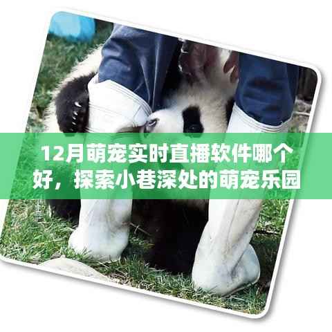探索小巷深处的萌宠乐园，12月最佳萌宠实时直播软件推荐