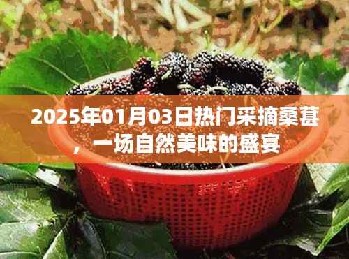 2025年热门桑葚采摘盛宴，尽享自然美味