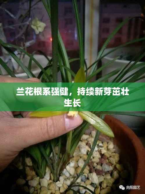 兰花根系强健,持续新芽茁壮生长