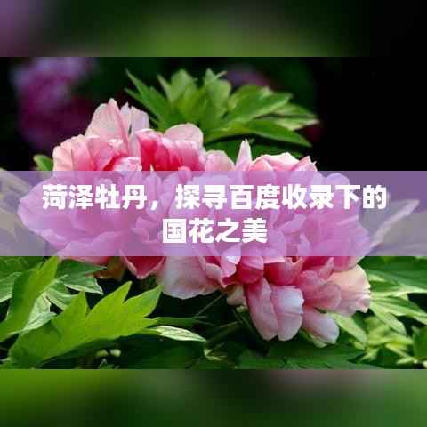 菏泽牡丹，探寻百度收录下的国花之美