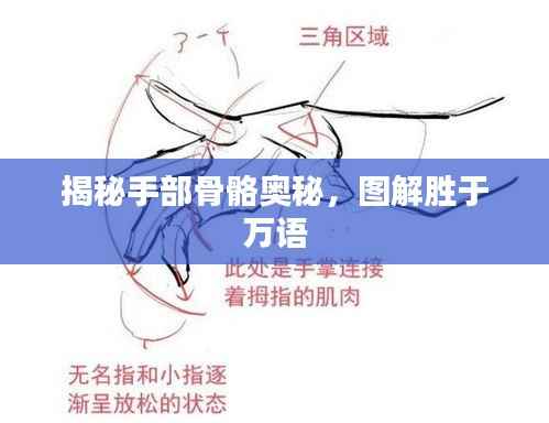 揭秘手部骨骼奥秘，图解胜于万语